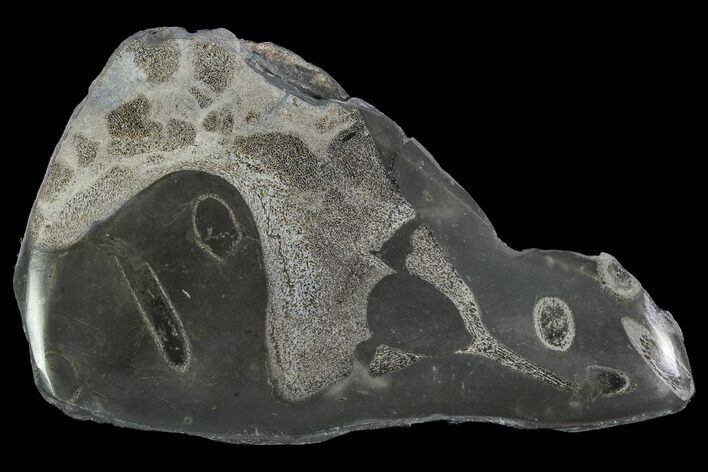 Jurassic Marine Reptile Bone In Cross-Section - Whitby, England #96350